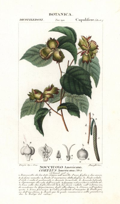 Tavola botanica: nocciola e nocciola americana, Corylus americana, originaria del Nord America. Incisione a puntini colorata a mano dal 