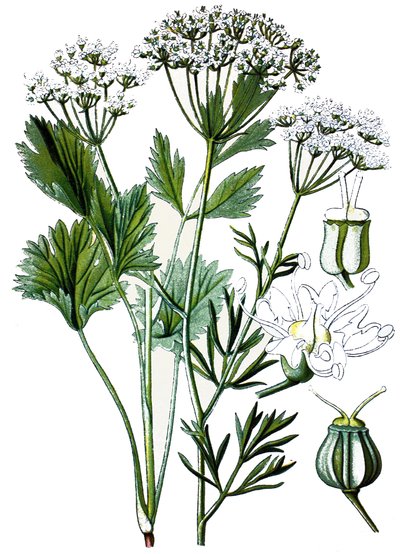 Tavola botanica, pianta medicinale: anice, cromolitografia intorno al 1870 da Unbekannter Künstler