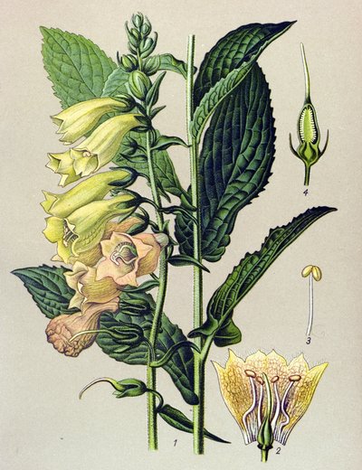 Tavola botanica, pianta: Digitale a grandi fiori (Digitalis grandiflora) da Unbekannter Künstler