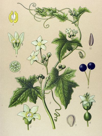Tavola botanica, pianta: bryonia (Bryonia alba) da Unbekannter Künstler
