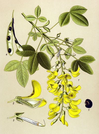 Tavola botanica, pianta: Citiso comune o falso ebano (Cytisus Laburnum) da Unbekannter Künstler
