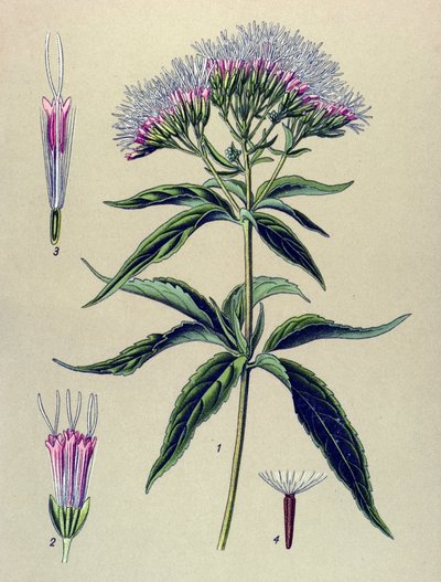 Tavola botanica, pianta: Eupatorio cannabinum da Unbekannter Künstler