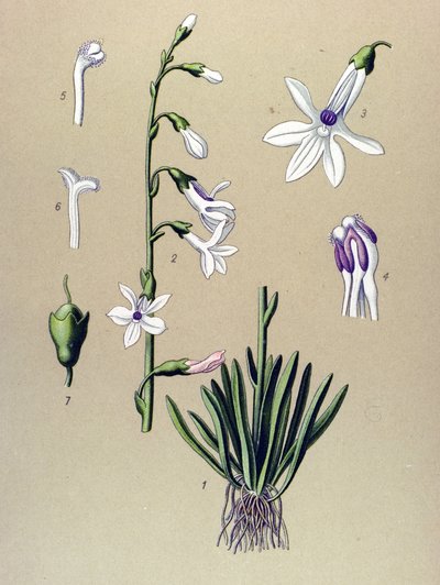 Tavola botanica, pianta: lobelia (Lobelia dortmanna) da Unbekannter Künstler