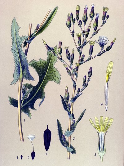 Tavola botanica, pianta: Lattuga scariola da Unbekannter Künstler