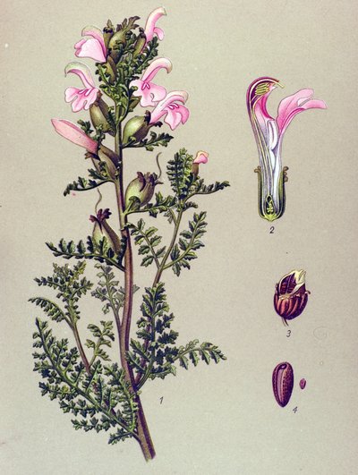 Tavola botanica, pianta: pedicolare delle paludi (Pedicularis palustris) da Unbekannter Künstler