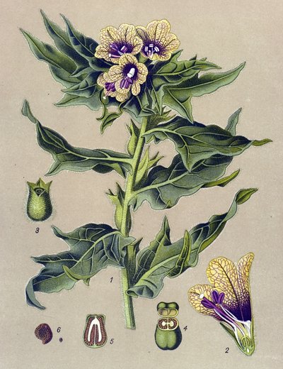 Tavola botanica, pianta: giusquiamo nero (Hyoscyamus niger) da Unbekannter Künstler