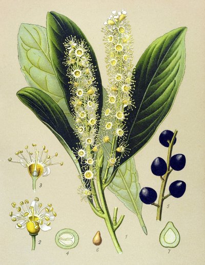 Tavola botanica, pianta: Alloro di ciliegio (Prunus Laurocerasus) da Unbekannter Künstler