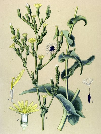 Tavola botanica, pianta: lattuga selvatica (Lactuca virosa) da Unbekannter Künstler