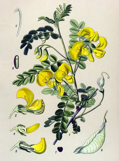 Tavola botanica, pianta: Albero bander (Colutea arborescens) da Unbekannter Künstler