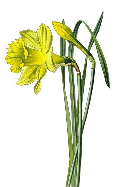 Tavola botanica, pianta: narciso giallo o narciso trombetta (Narcissus pseudonarcissus) da Unbekannter Künstler