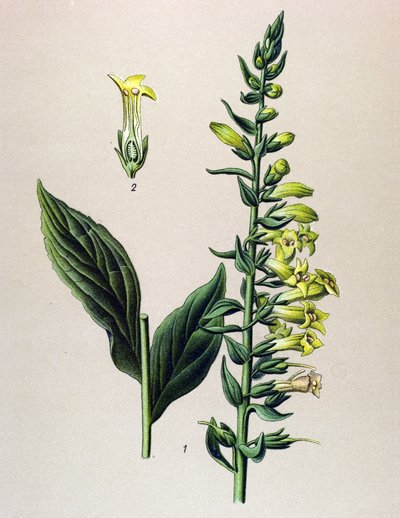 Tavola botanica, pianta: digitale gialla o piccola (Digitalis lutea) da Unbekannter Künstler