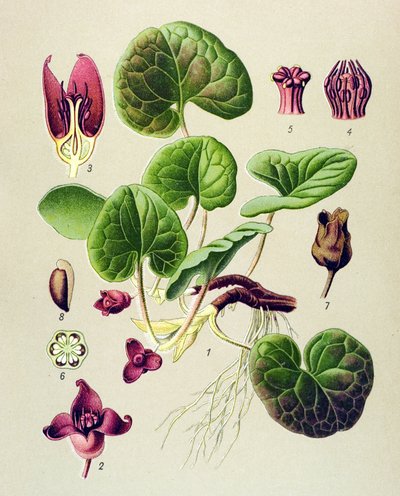 Tavola botanica, pianta velenosa e medicinale: asaro europeo (Asarum europaeum) da Unbekannter Künstler