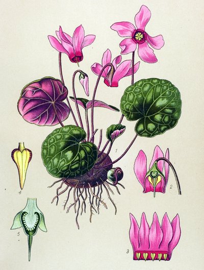Tavola botanica, pianta velenosa e medicinale: Ciclamino purpurascens, Ciclamino europaeum da Unbekannter Künstler