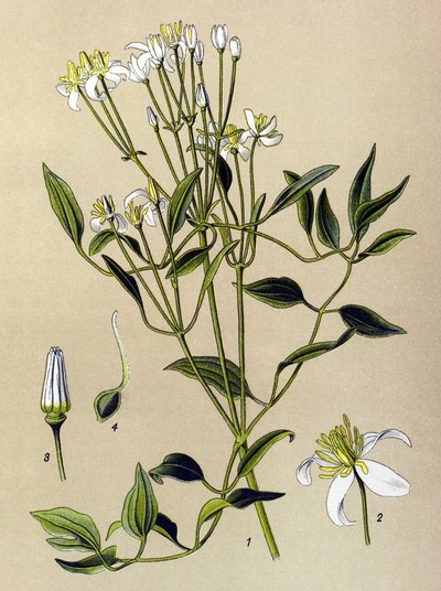 Tavola botanica, pianta velenosa e medicinale: Clematide eretta (Clematis recta) da Unbekannter Künstler
