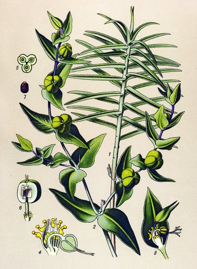 Tavola botanica, pianta velenosa e medicinale: Euforbia epurge (Euphorbia lathyris) da Unbekannter Künstler