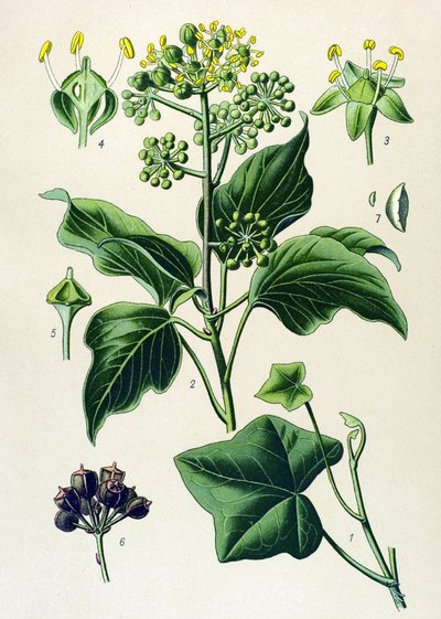 Tavola botanica, pianta velenosa e medicinale: edera rampicante o edera comune (Hedera helix) da Unbekannter Künstler