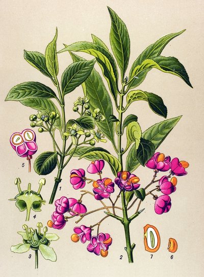 Tavola botanica, pianta velenosa: fusaggine europea (Euonymus europaeus) da Unbekannter Künstler