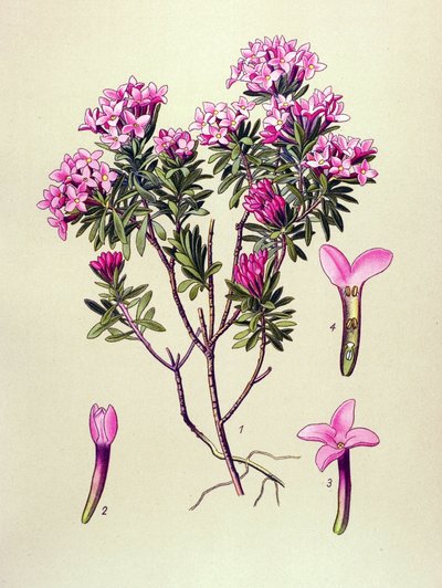 Tavola botanica, pianta velenosa: dafne delle Alpi (Daphne cneorum) da Unbekannter Künstler