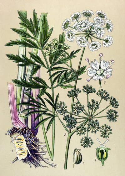Tavola botanica, pianta velenosa e medicinale: cicuta acquatica (Cicuta virosa) da Unbekannter Künstler