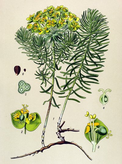 Tavola botanica, pianta velenosa (tossica) e medicinale: euforbia cipressina (Euphorbia cyparissias) da Unbekannter Künstler