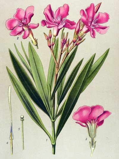 Tavola botanica, pianta velenosa e medicinale: oleandro rosa (Nerium oleander) da Unbekannter Künstler