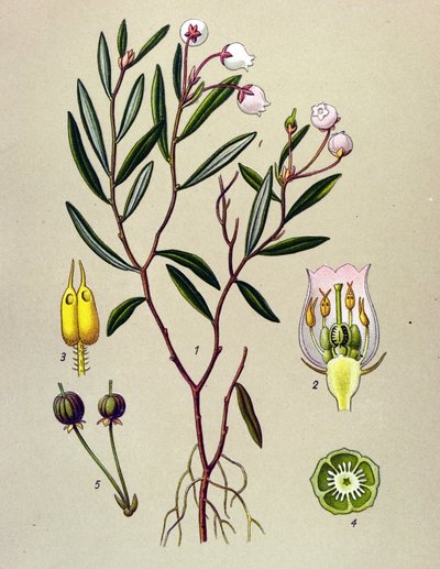 Tavola botanica, pianta velenosa: andromeda (Andromeda polifolia) da Unbekannter Künstler