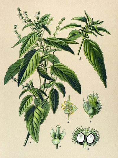 Tavola botanica, pianta velenosa: Mercuriale annuale (Mercurialis annua) da Unbekannter Künstler