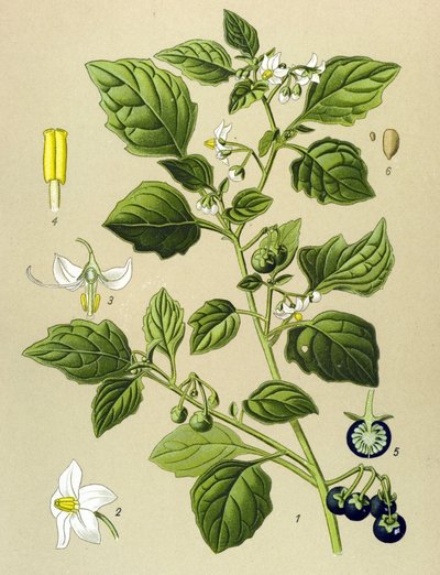 Tavola botanica, pianta velenosa: morella comune (Solanum nigrum) da Unbekannter Künstler