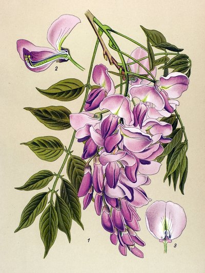 Tavola botanica, pianta velenosa: Glicine cinese (Wistaria chinensis) da Unbekannter Künstler
