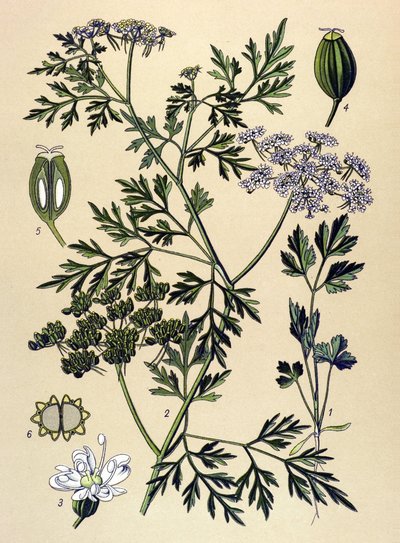 Tavola botanica, pianta velenosa: Prezzemolo del cane o falso prezzemolo (Aethusa cynapium) da Unbekannter Künstler