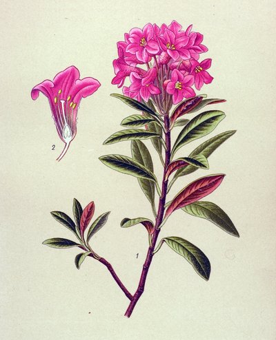 Tavola botanica, pianta velenosa (tossica): rododendro ferrugineo (Rhododendron ferrugineum) da Unbekannter Künstler