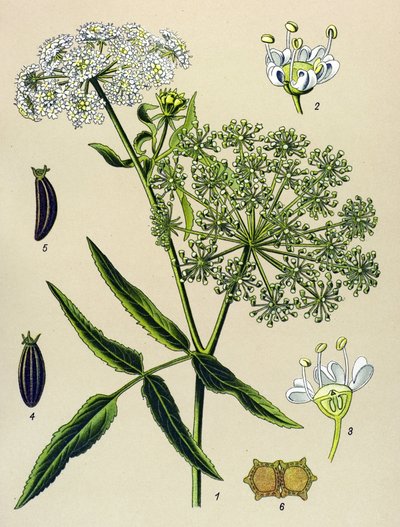 Tavola botanica, pianta velenosa (tossica): Grande Berle (Sium latifolium) da Unbekannter Künstler