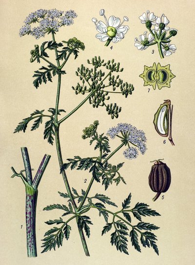 Tavola botanica, pianta velenosa: cicuta maggiore (Conium maculatum) da Unbekannter Künstler