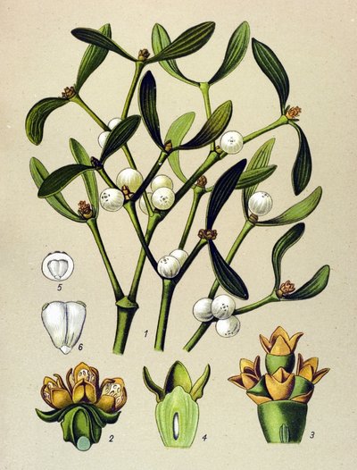 Tavola botanica, pianta velenosa: vischio (Viscum album) da Unbekannter Künstler