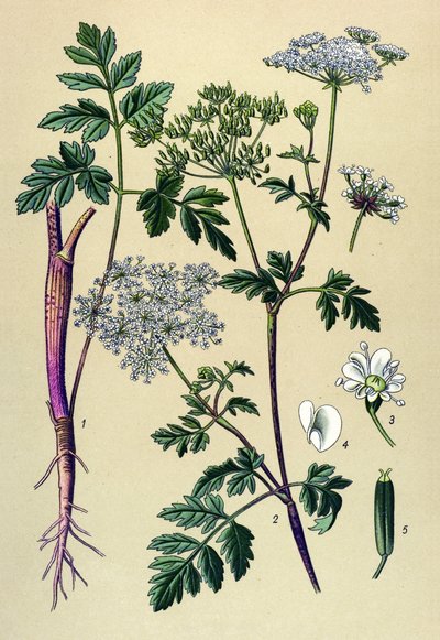 Tavola botanica, pianta velenosa: Cerfoglio inclinato (Chaerophyllum temulum) da Unbekannter Künstler