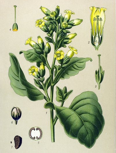 Tavola botanica, pianta velenosa: tabacco bianco Mapacho (Nicotiana rustica) da Unbekannter Künstler