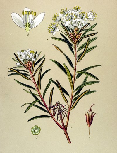 Tavola botanica, pianta velenosa: ledon delle paludi (Ledum palustre) da Unbekannter Künstler