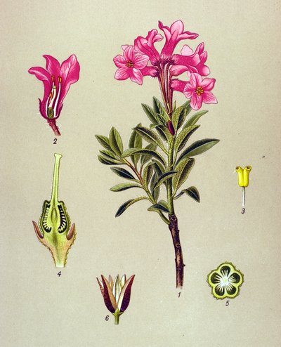 Tavola botanica, pianta velenosa: rododendro ciliato (Rhododendron hirsutum) da Unbekannter Künstler