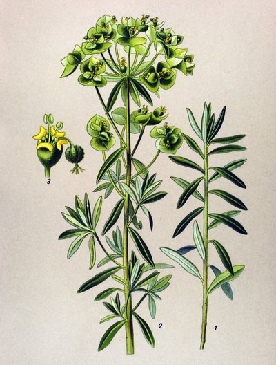 Tavola botanica, pianta velenosa: euforbia peplo (Euphorbia peplus) da Unbekannter Künstler