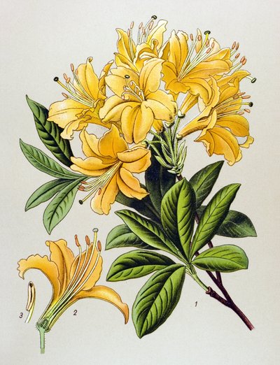 Tavola botanica, pianta velenosa: Azalea gialla (Rhododendron luteum) da Unbekannter Künstler