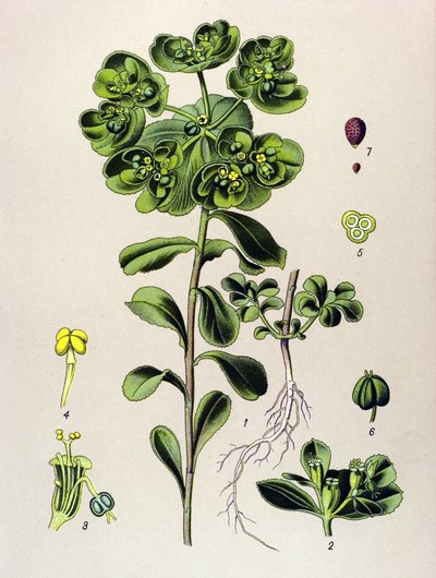 Tavola botanica, pianta velenosa: euforbia elioscopia (Euphorbia helioscopia) da Unbekannter Künstler