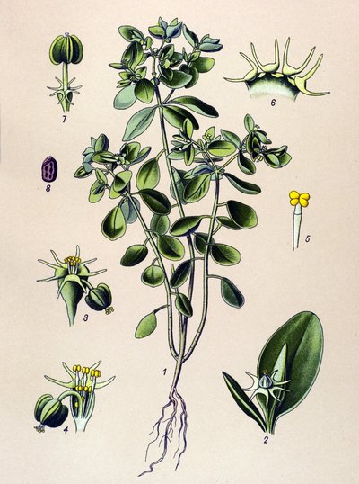 Tavola botanica, pianta velenosa: Euforbia esule o euforbia acre da Unbekannter Künstler