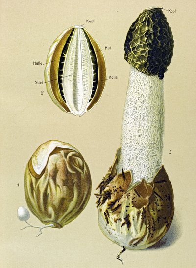 Tavola botanica con fungo commestibile: Satire puzzolente (Phallus impudicus) da Unbekannter Künstler