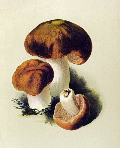 Tavola botanica con fungo tossico (velenoso): russula foetens (Russula foetens) da Unbekannter Künstler