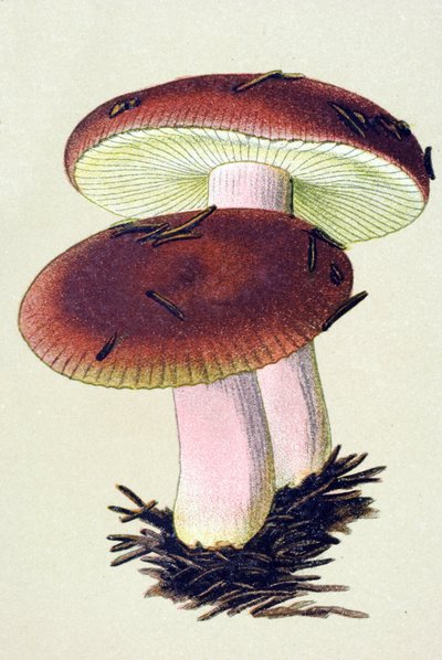 Tavola botanica con fungo tossico (velenoso): russula emetica (Russula emetica) da Unbekannter Künstler
