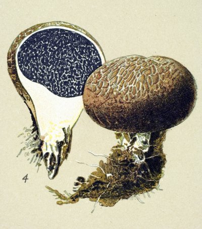 Tavola botanica con fungo tossico (velenoso): scleroderma volgare (Scleroderma vulgare) da Unbekannter Künstler