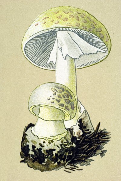 Tavola botanica con fungo tossico: amanita falloide (Amanita phalloides) da Unbekannter Künstler