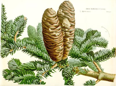 Abies numidica da Unbekannt