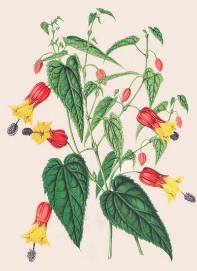 Illustrazione botanica di Abutilon megapotamicum, abutilon da Unbekannter Künstler