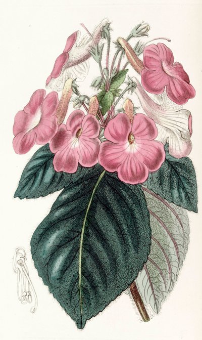 Achimenes grandiflora da Unbekannt